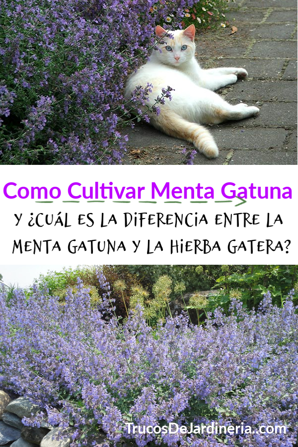 Como Cultivar Menta Gatuna