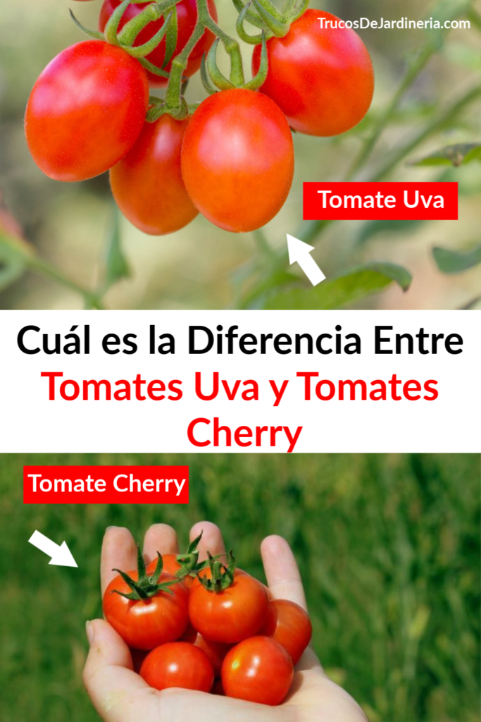 Diferencia entre Tomates Uva y Tomates Cherry
