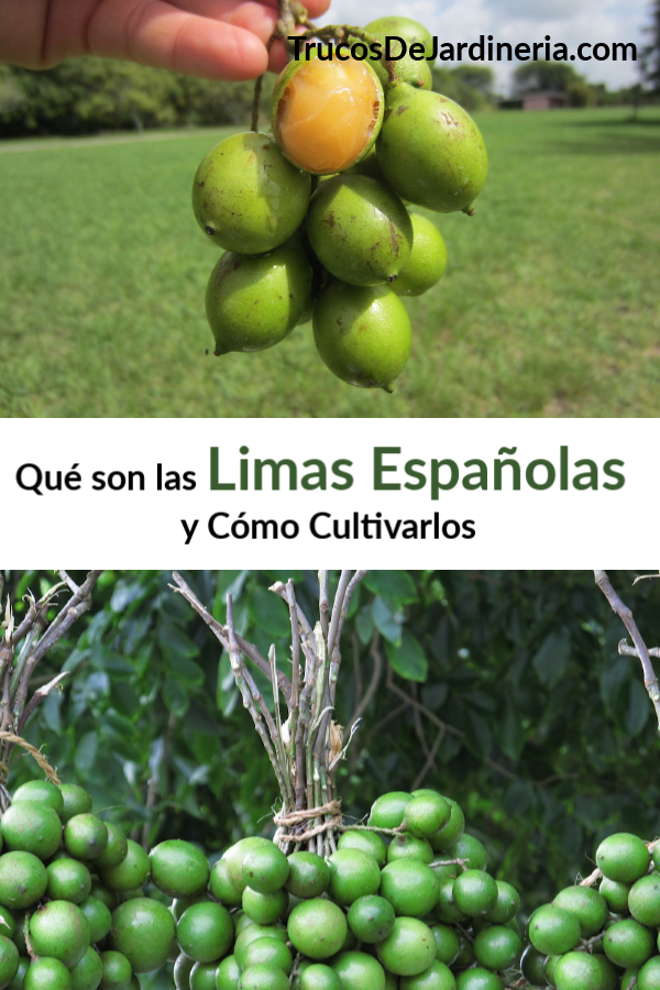 Limas Españolas