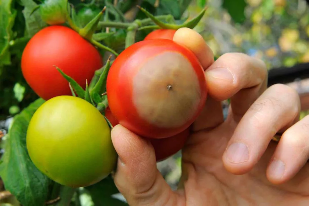 Podredumbre Apical tomates