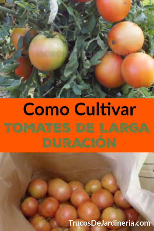 Tomates de Larga Duración