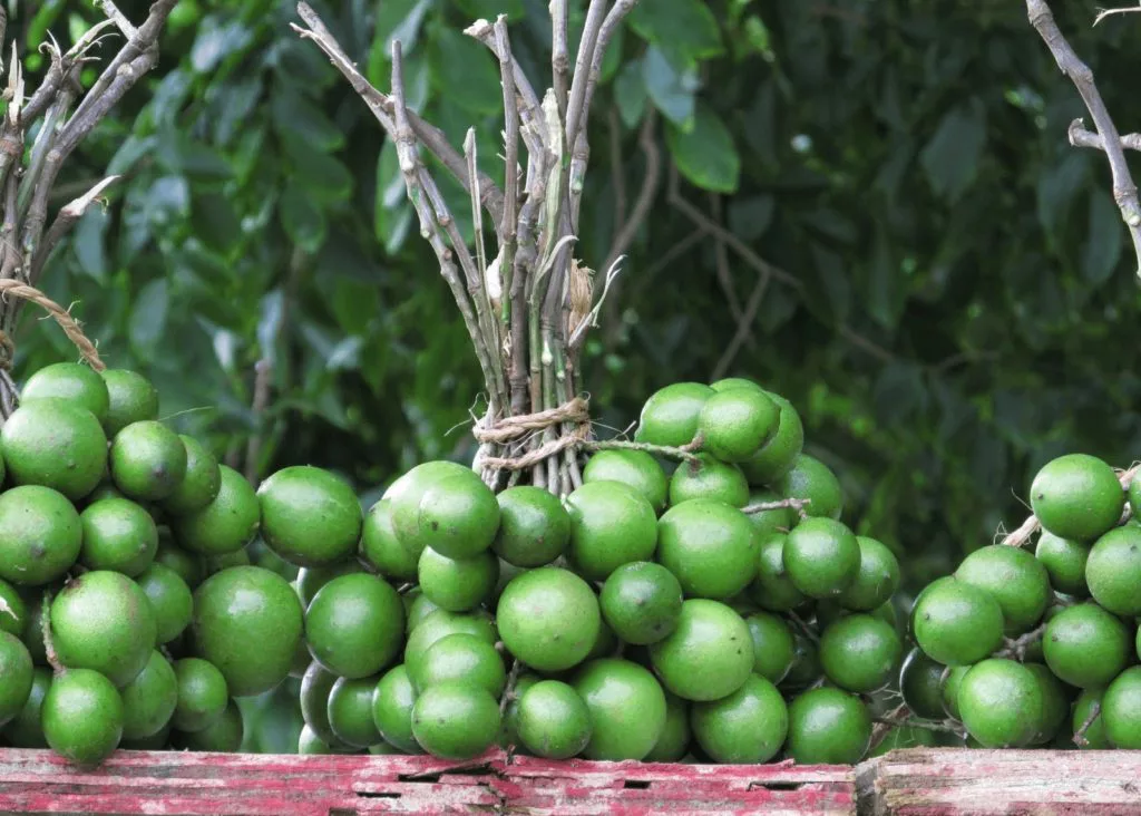 lima espanola