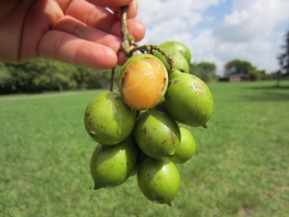 limas espanolas