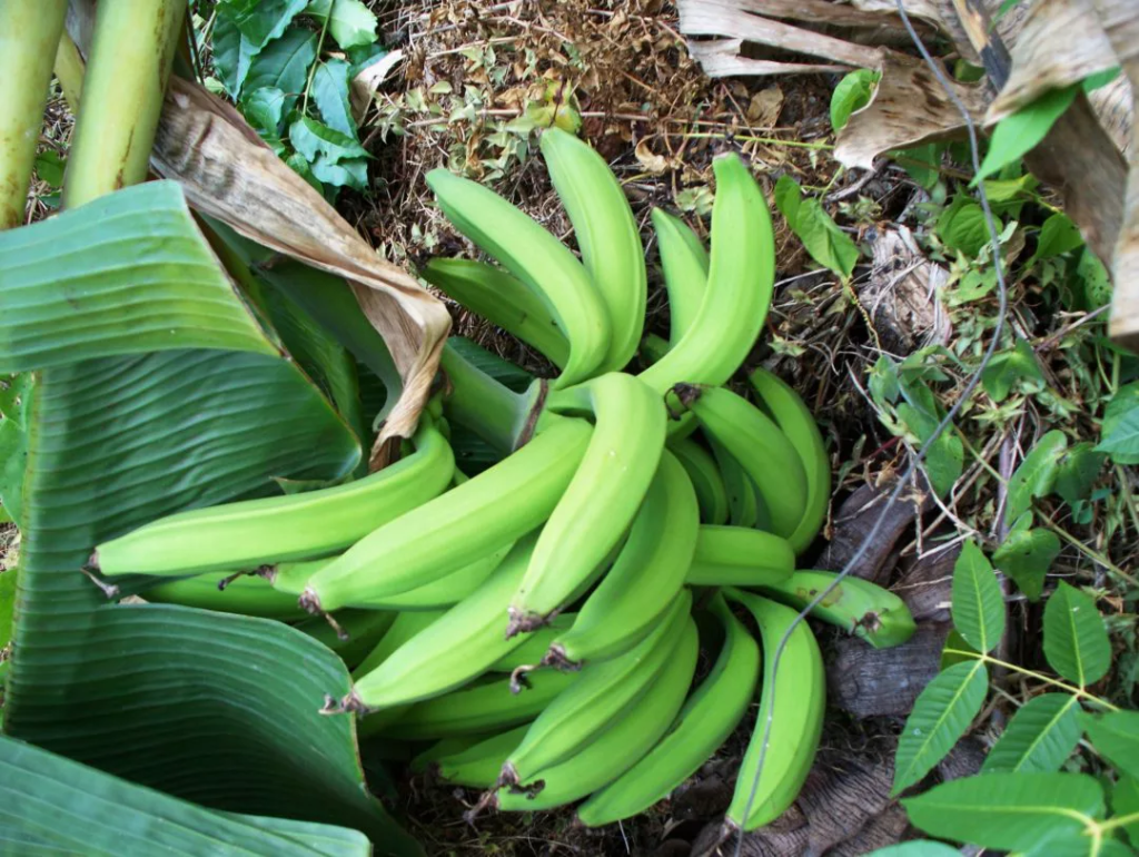 platanos