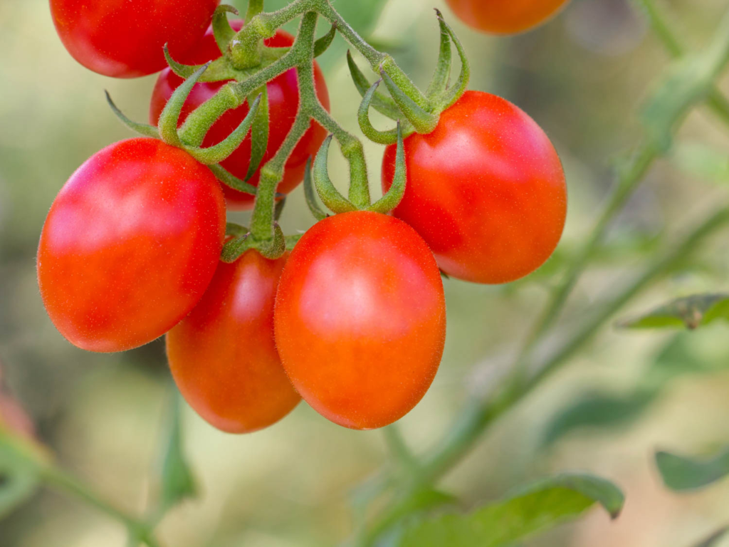 tomate uva