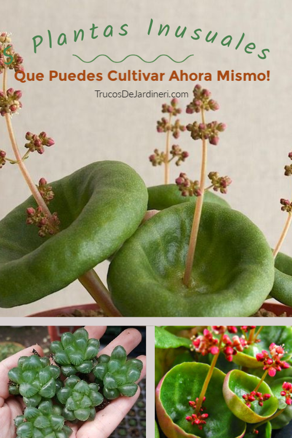 Plantas Inusuales