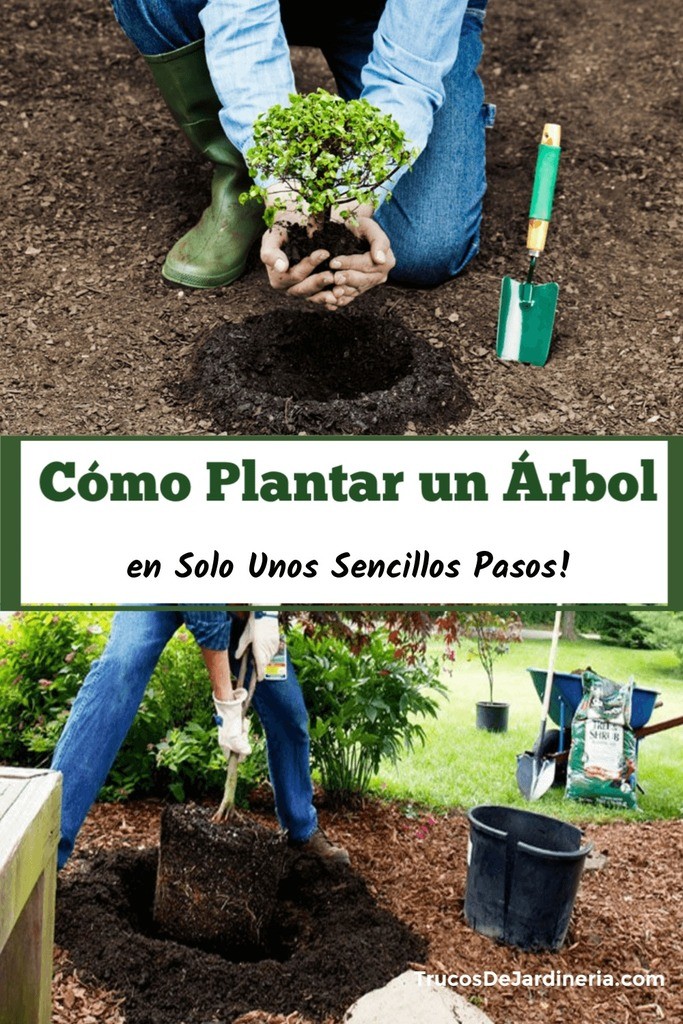 Cómo plantar un árbol