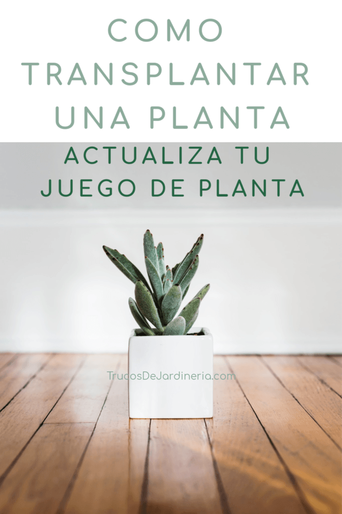 Cómo trasplantar una planta