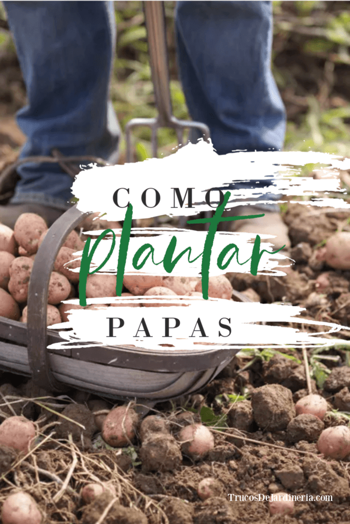 Como Plantar Papas