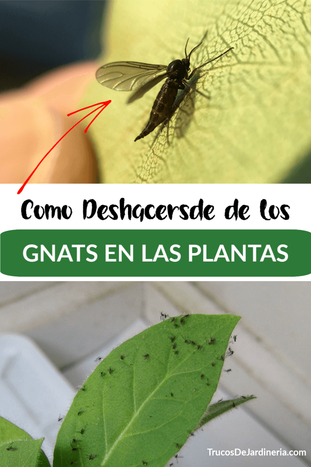 Cómo Deshacerse de los Gnats en las Plantas
