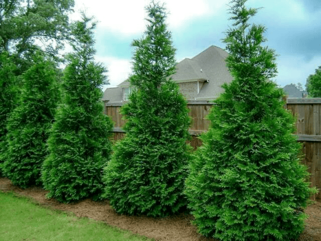 arboles arborvitae