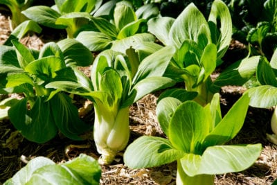 bok choy plant