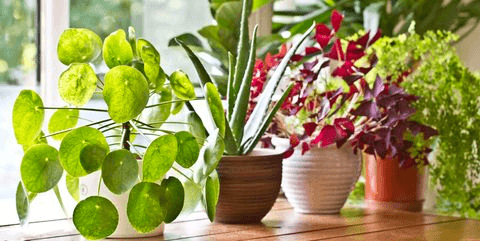 como cultivar plantas de interior