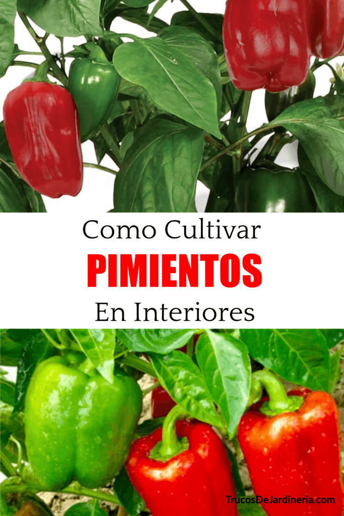 Cultivar Pimientos En El Interiores