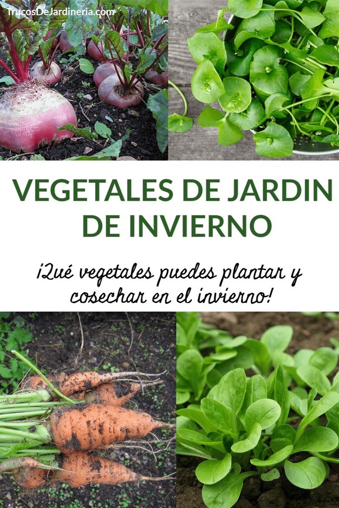 Vegetales de Jardin de Invierno
