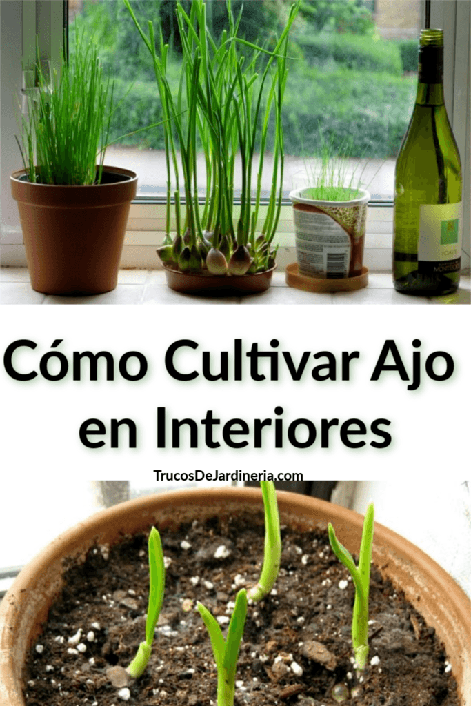 Cómo Cultivar Ajo en Interiores