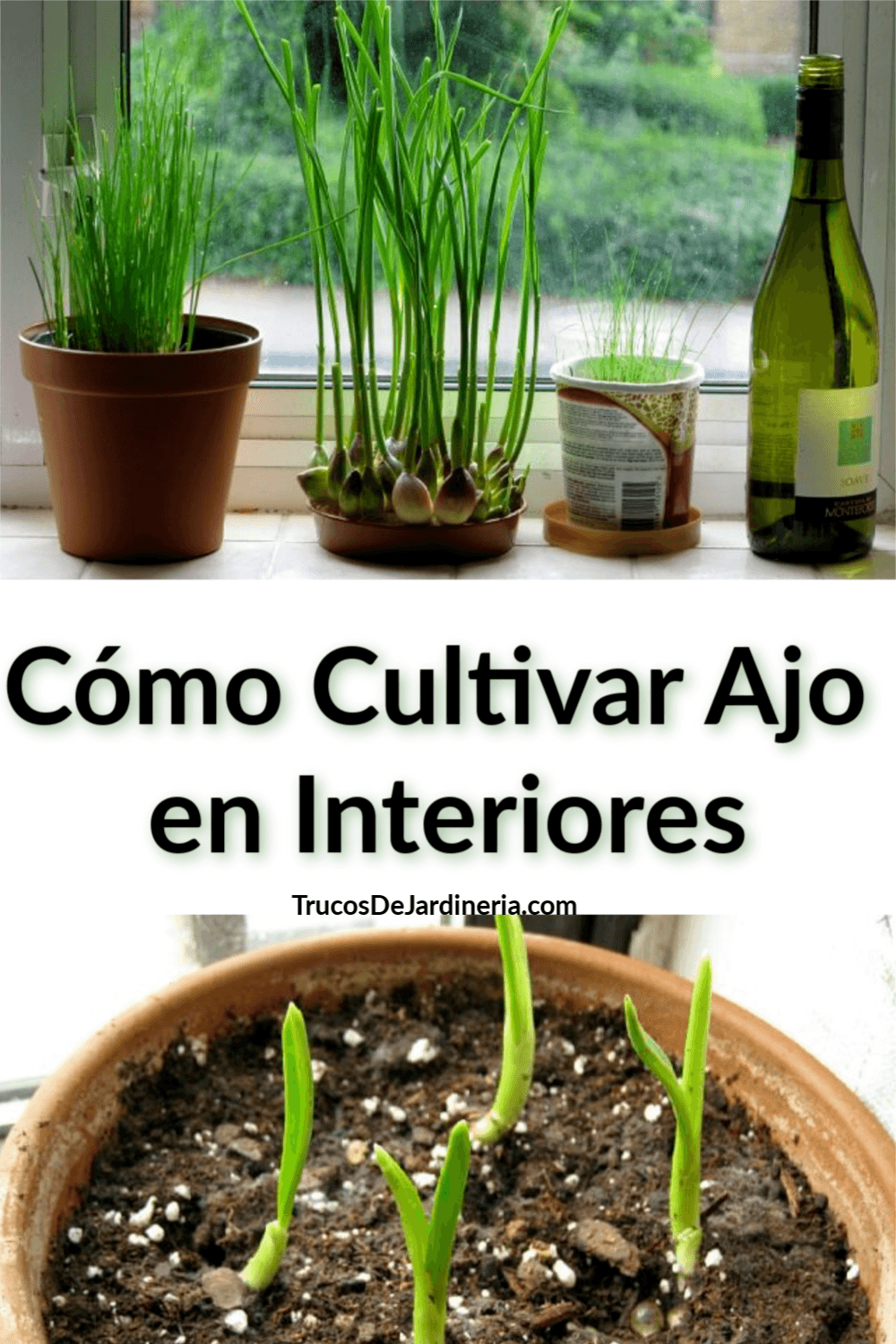Cómo Cultivar Ajo en Interiores