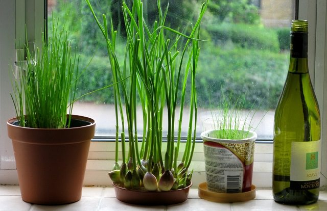 cultivar ajo en interiores