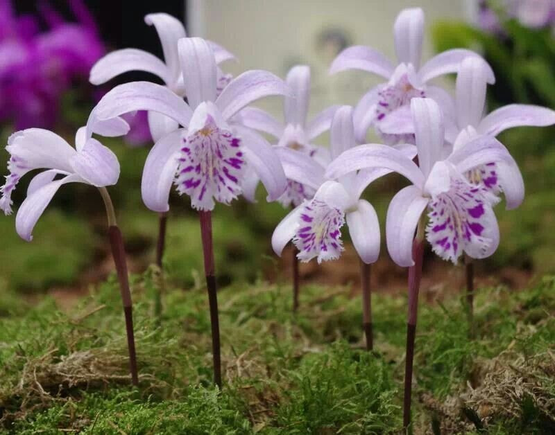 2Orquídeas Pleione