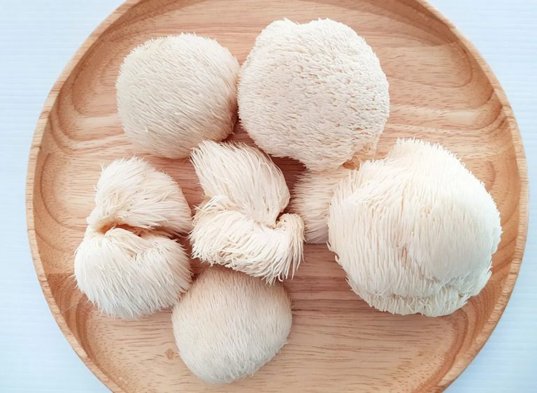 Cómo Cultivar Hongos Melena de León