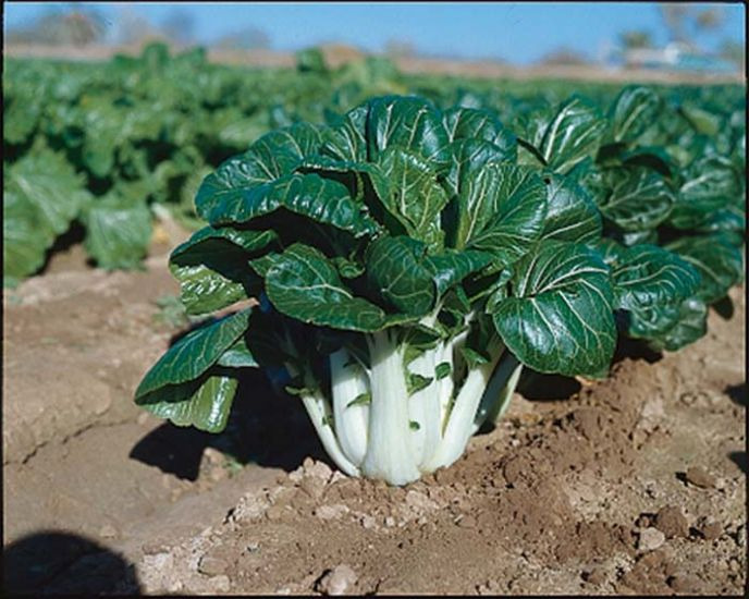 como cultivar joi choi