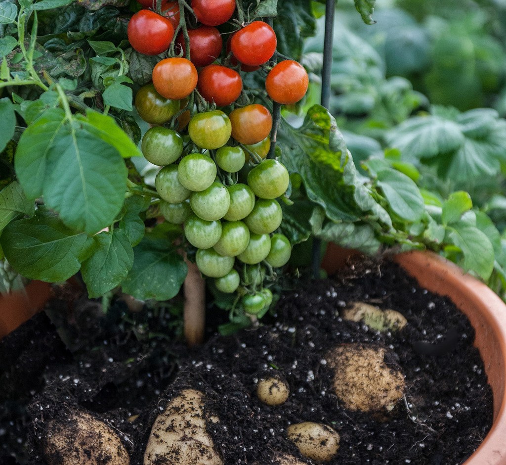cultivar pomato