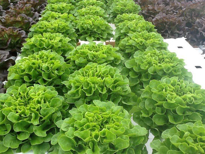 lechuga salanova
