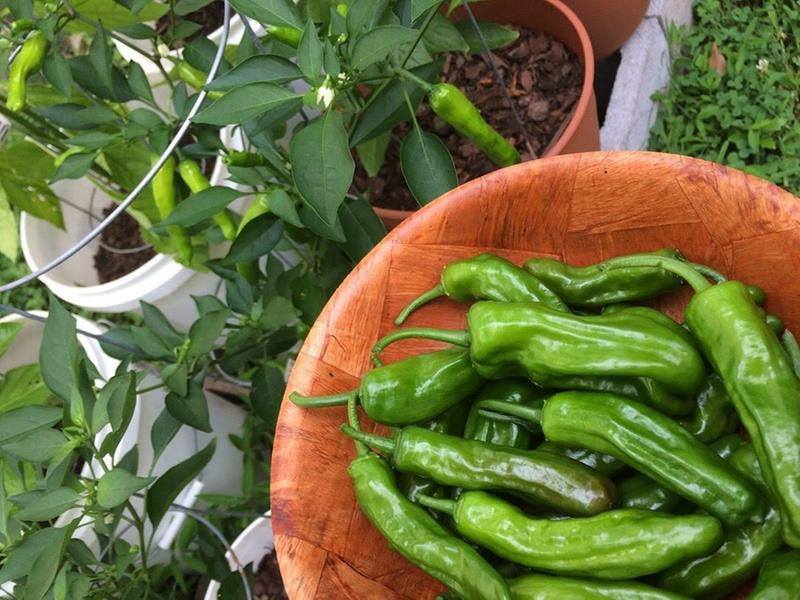 pimientos shishito