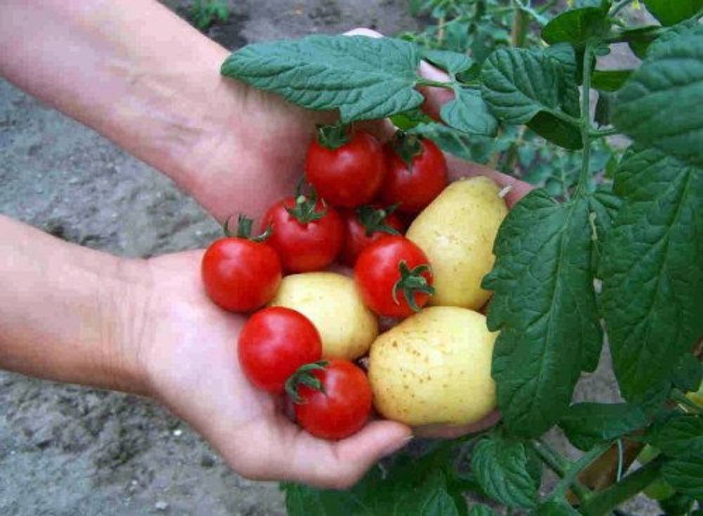 planta de pomato