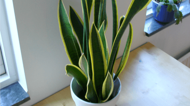 plantas de serpiente