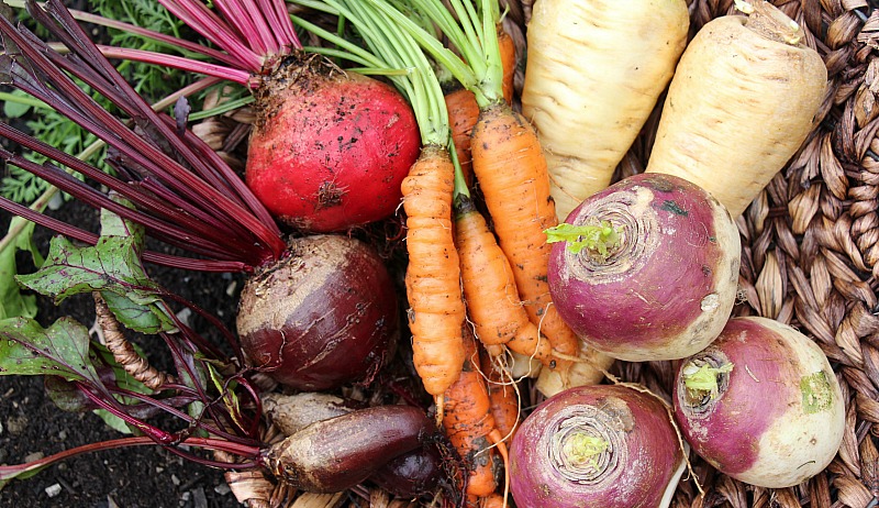 vegetales de raiz