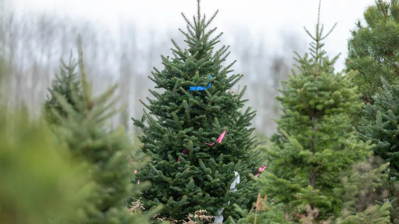 Árboles de Navidad