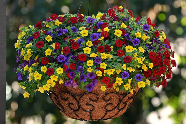 Calibrachoa