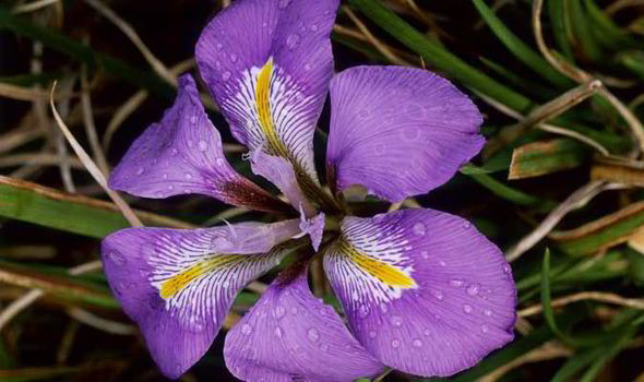 Lirio de Algeria