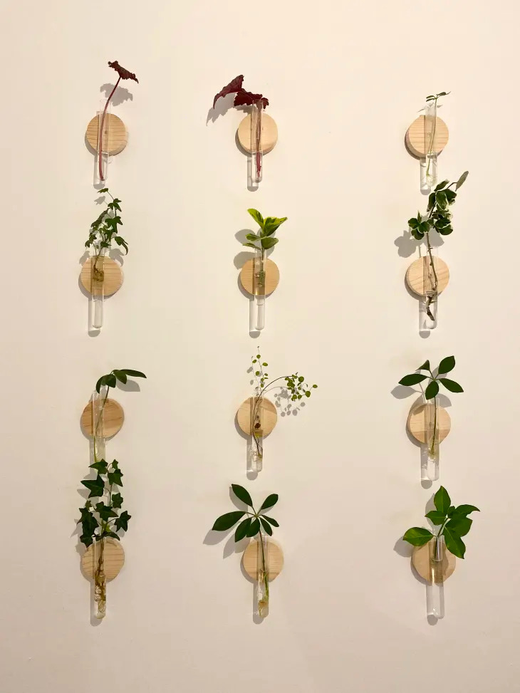 Muro de Esquejes de Plantas