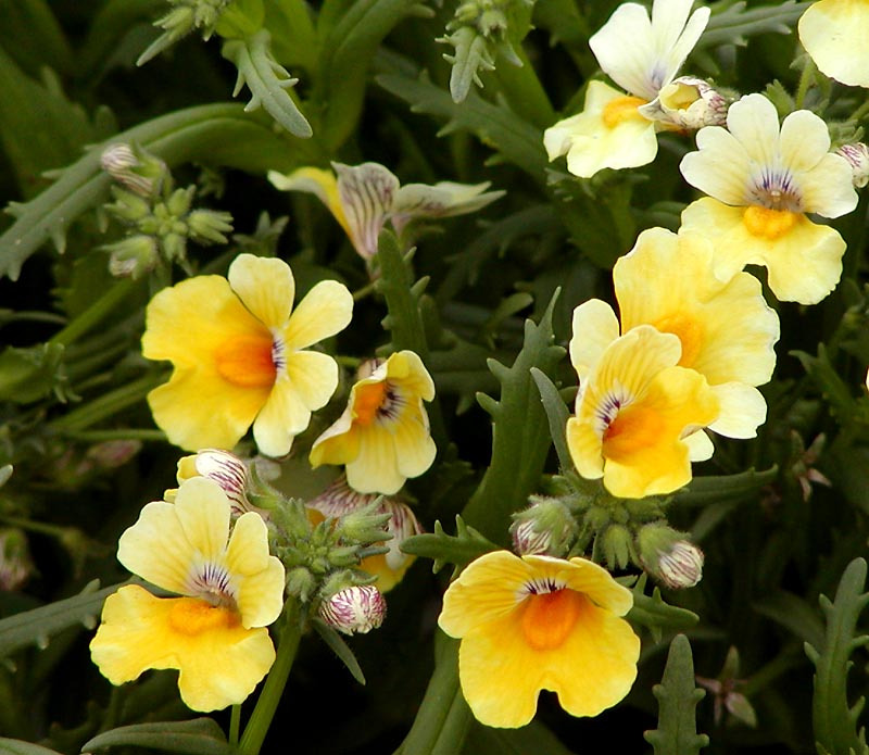 Nemesia