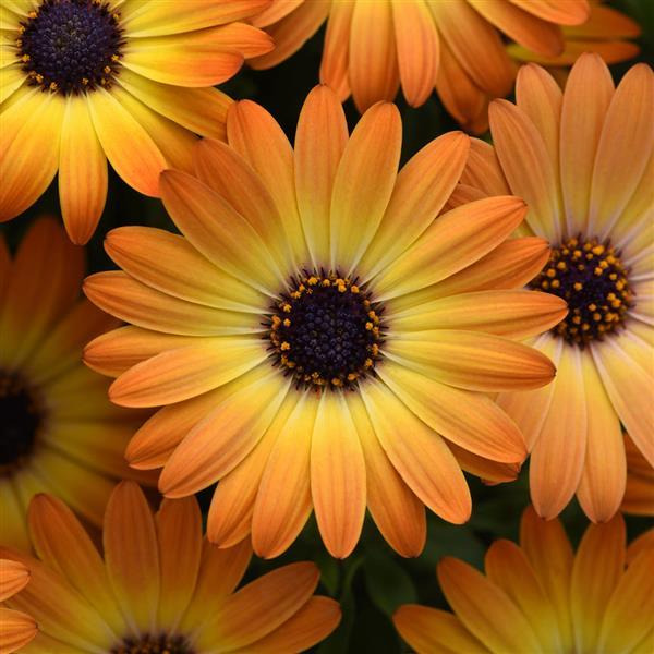 Osteospermum