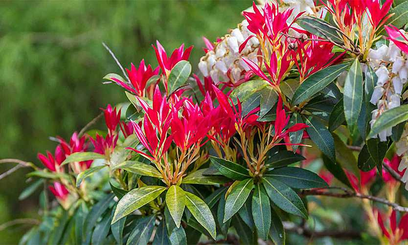 PIERIS JAPONICA