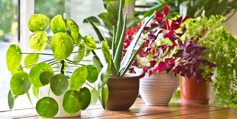Plantas Agrupadas