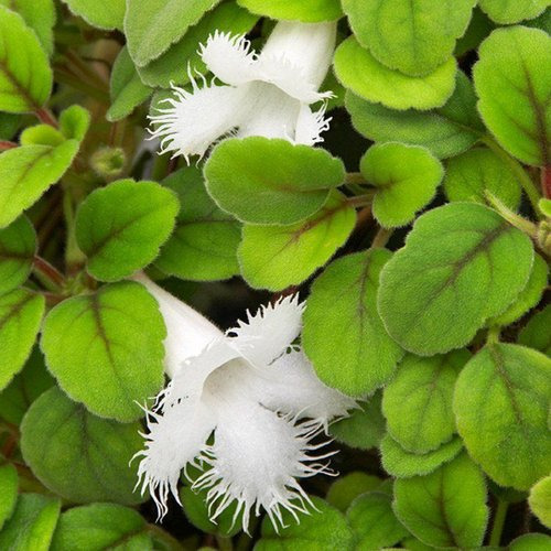 alsobia