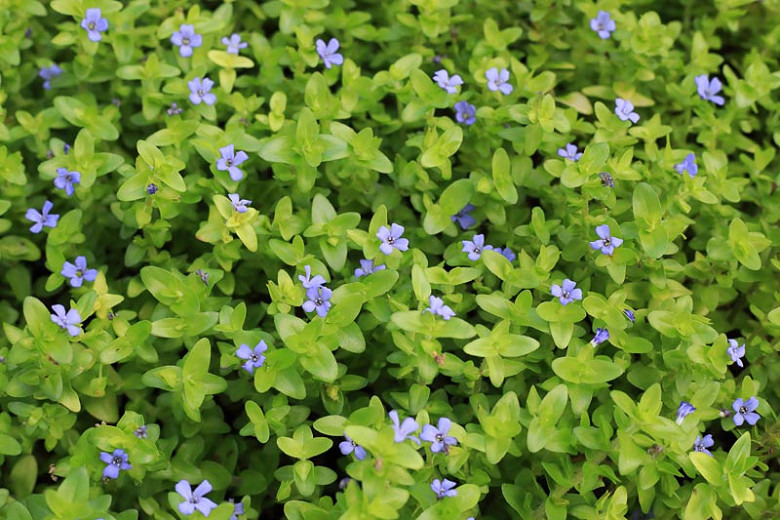 bacopa