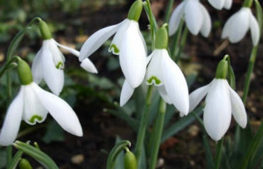 campanillas de invierno