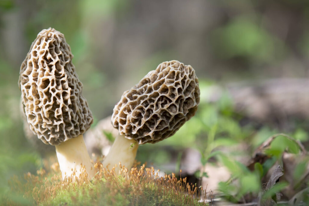 colmenillas