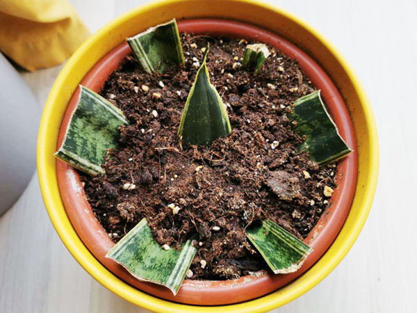 Cómo Propagar la Planta de Serpiente en el Suelo