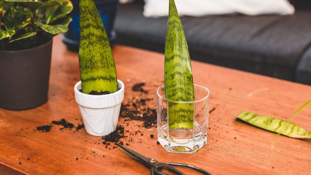 como propagar planta de serpiente en agua
