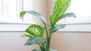 dumb cane