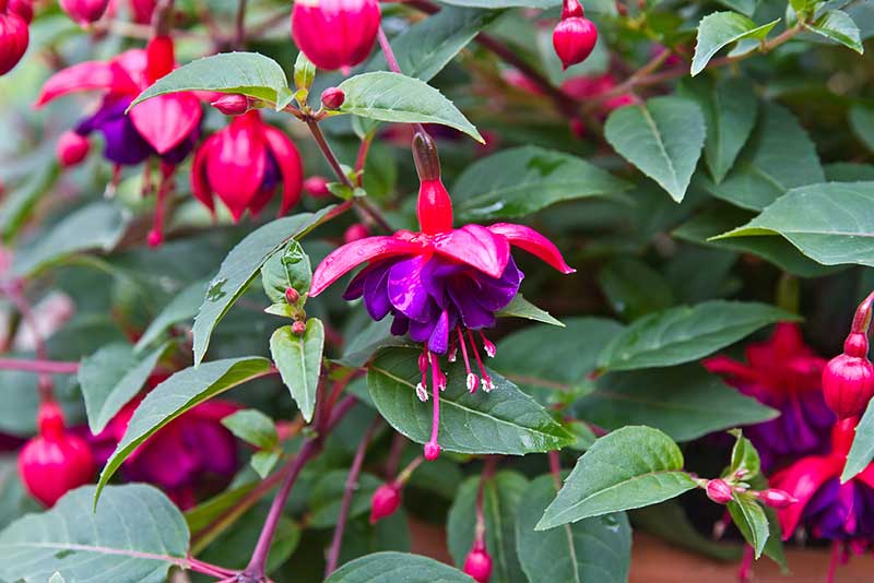 fucsia