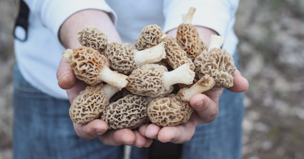 hongos colmenillas