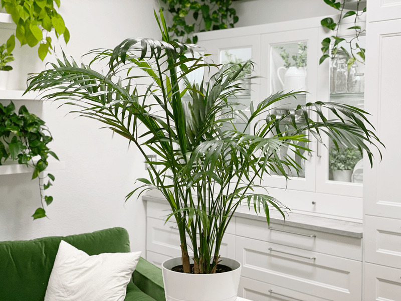 parlor palm