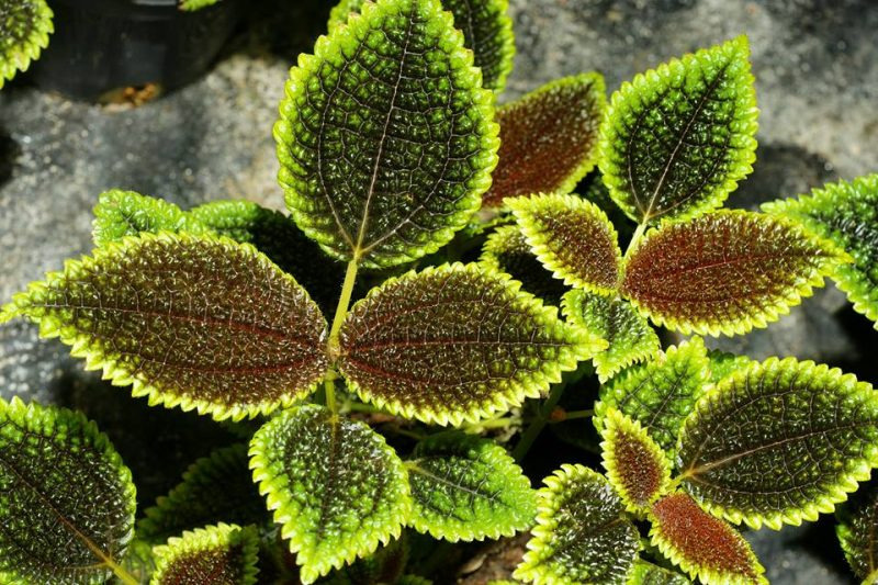 planta de la amistad